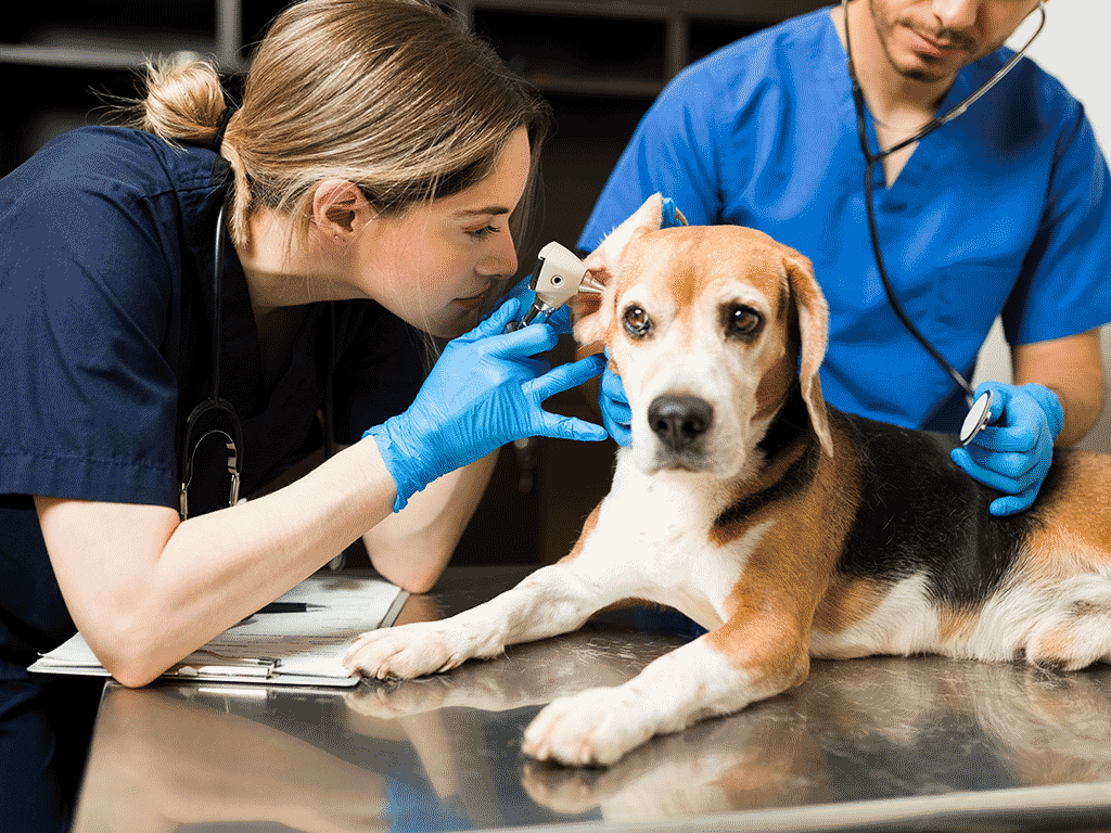 problemy dermatologiczne u psów latem