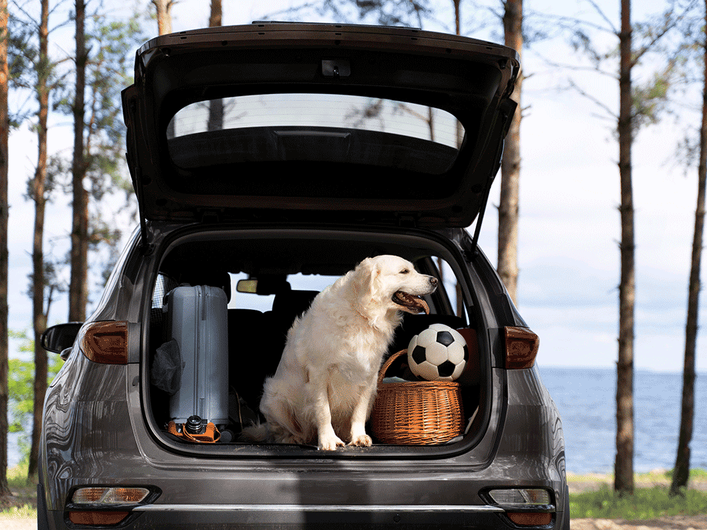 podróż z psem samochodem