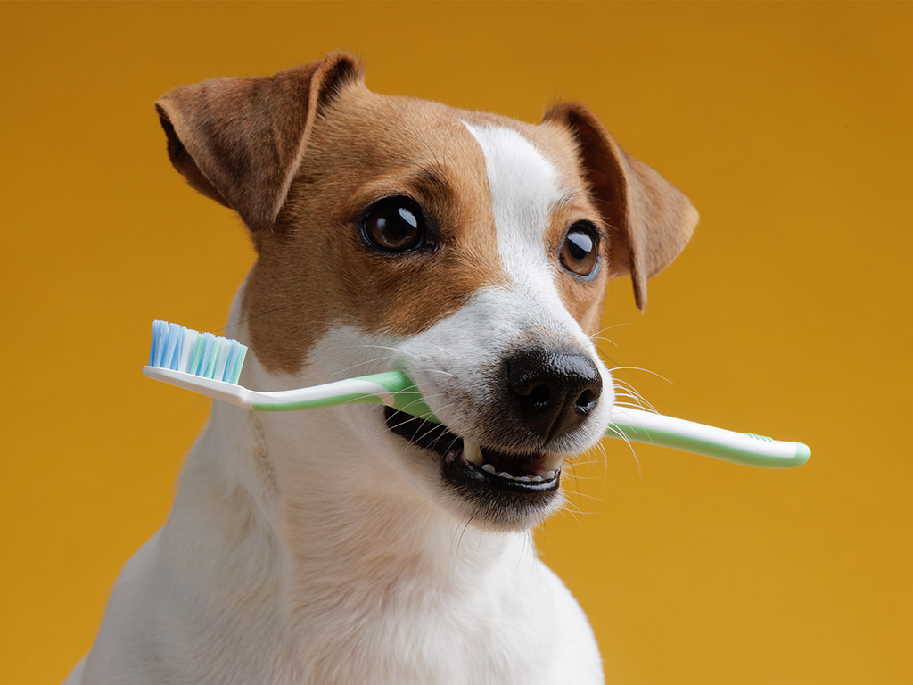 higiena zębów psa